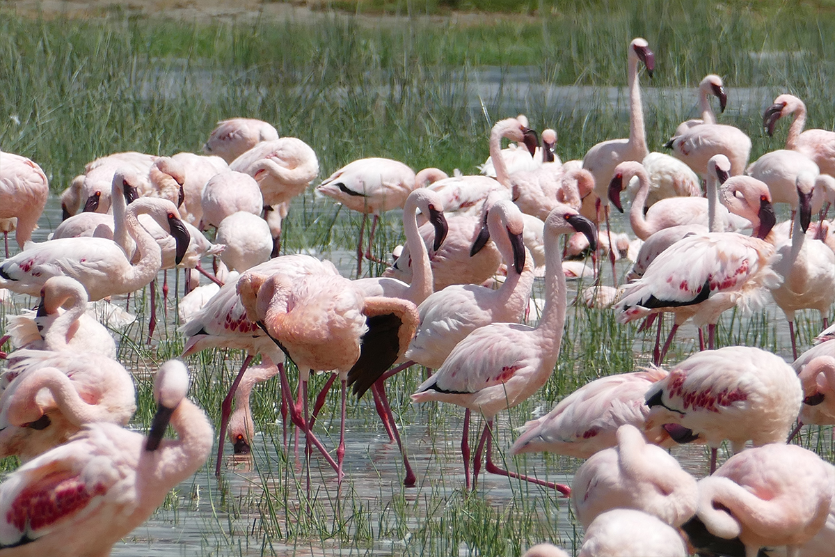 Lake Manyara National Park