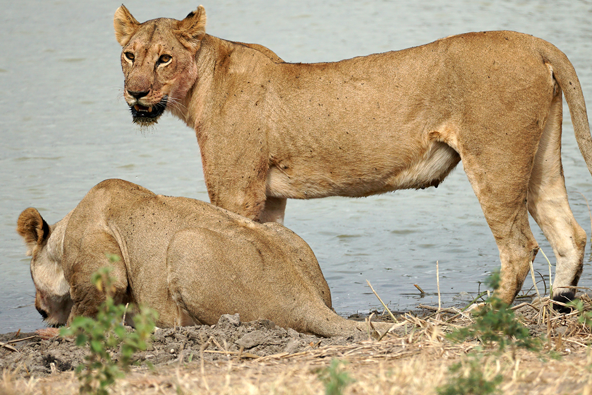 Ngorongoro national park