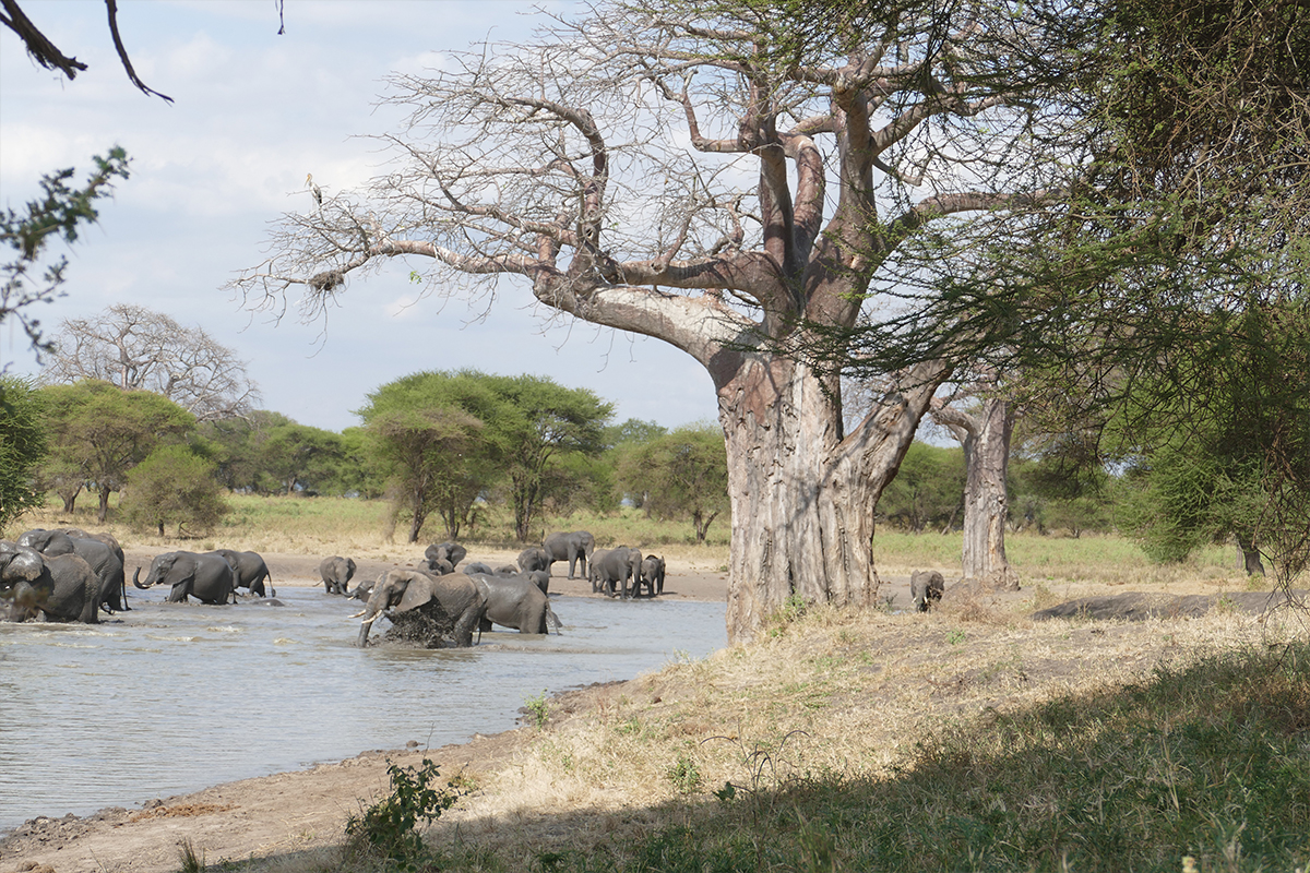 Tarangire national Park