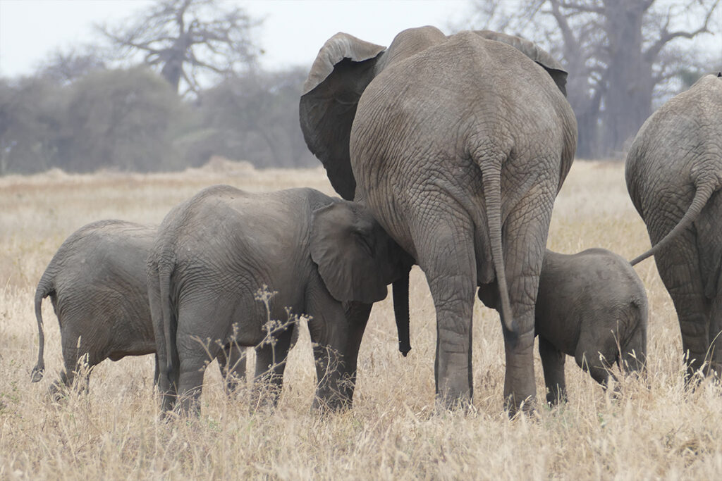 3-Day Ultimate Tanzania Safari Adventure
