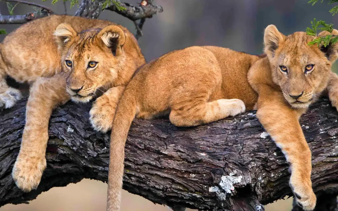 6 Days Ultimate Tanzania Safari