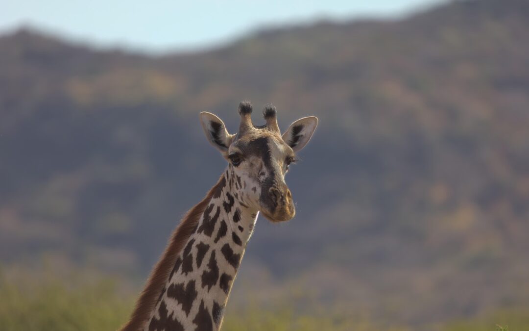 Lake Manyara Family Safari Adventure In Tanzania