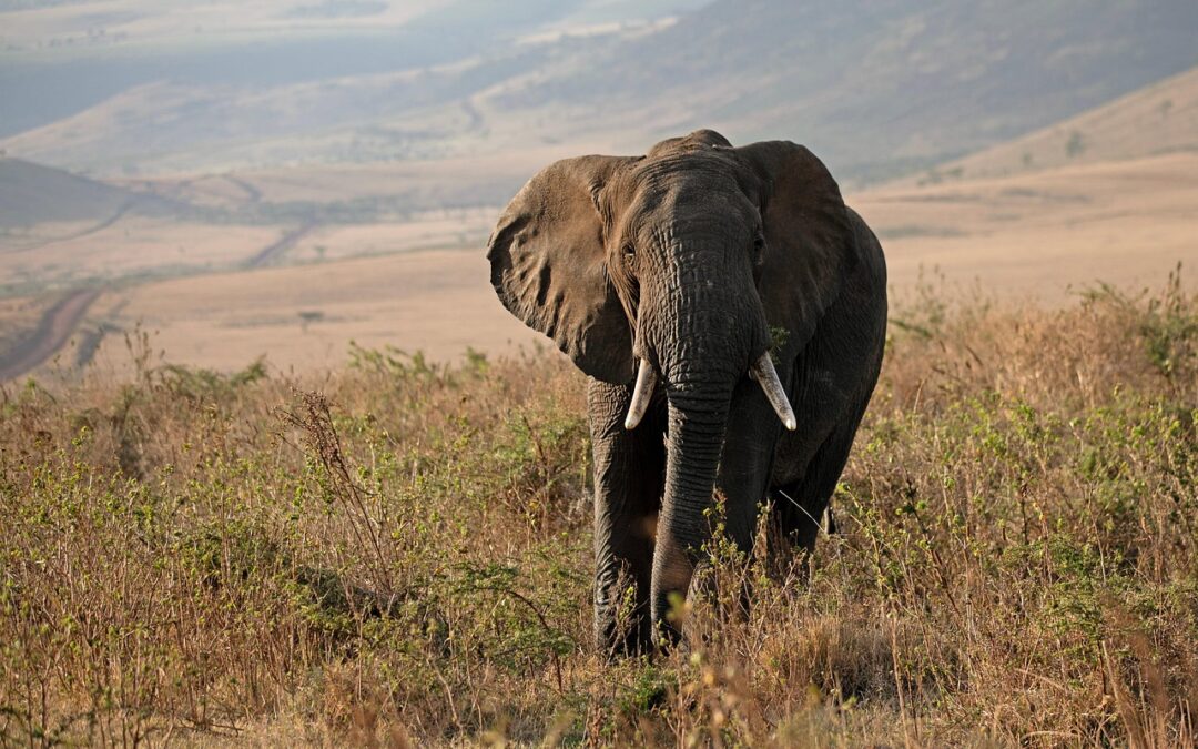 Top Family-Friendly Safari Destinations In Tanzania