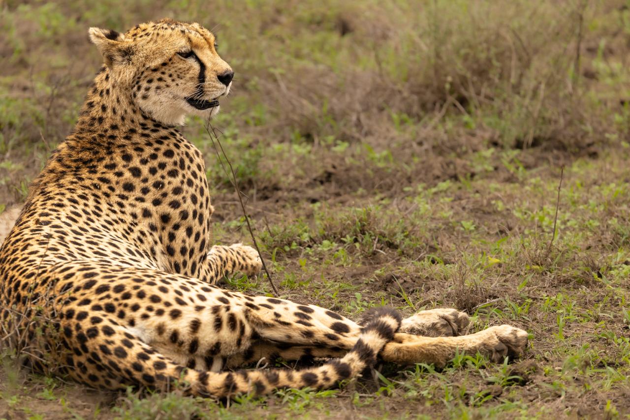 7-Day Great Migration Safari Itinerary (Mid-Luxury safari)