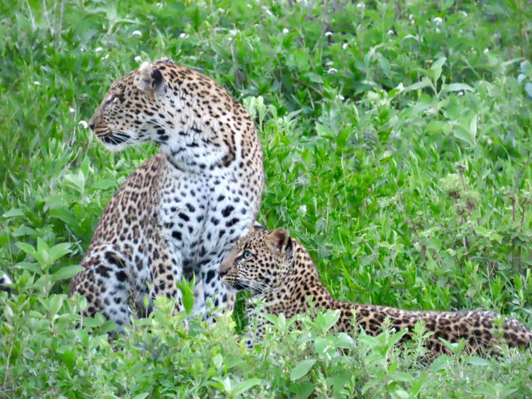 7 Day Great Migration Safari Itinerary (Mid-Luxury safari)