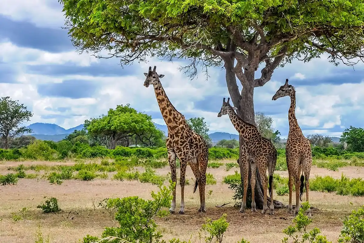 10 Days Tanzania Safari + All Closer Northern National Parks