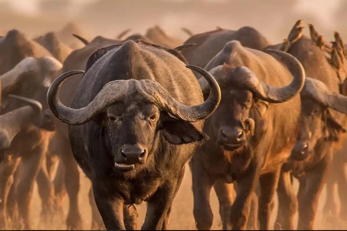 13 Days Tanzania Safari
