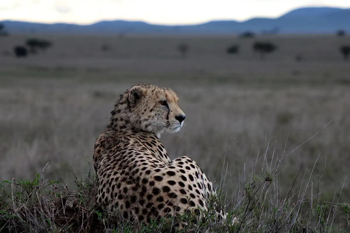 3 DAYS TANZANIA SAFARI TOUR