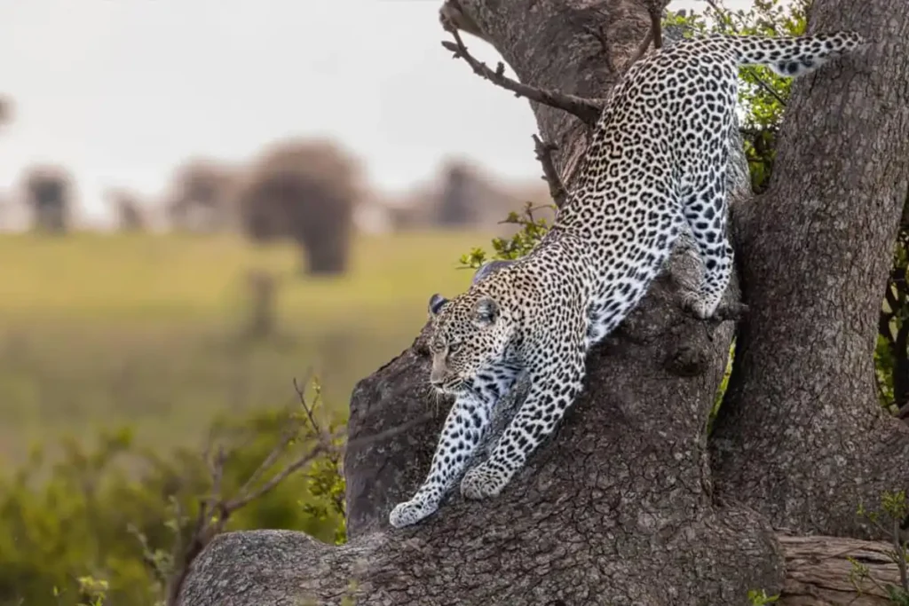 6 DAYS AFFORDABLE CAMPING SAFARI TANZANIA