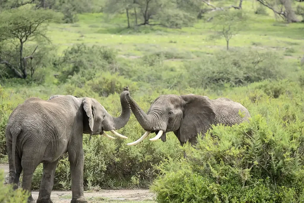 6 Days Africa Private Safari Tour 6 Days Africa Private Safari Tour