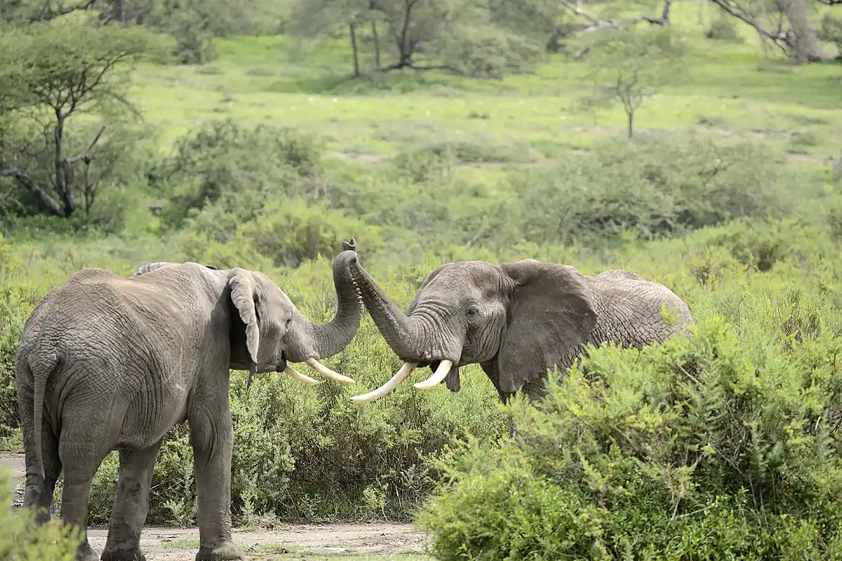6 Days Africa Private Safari Tour
