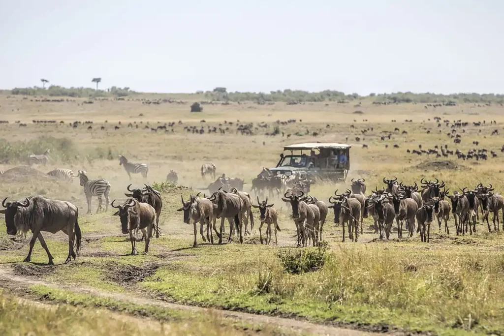 6 Days Group Safari On The Iconic North Tanzania Circuit Experience