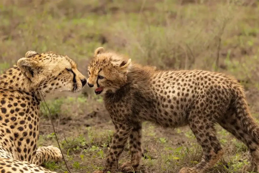 6 DAYS TANZANIA SAFARI