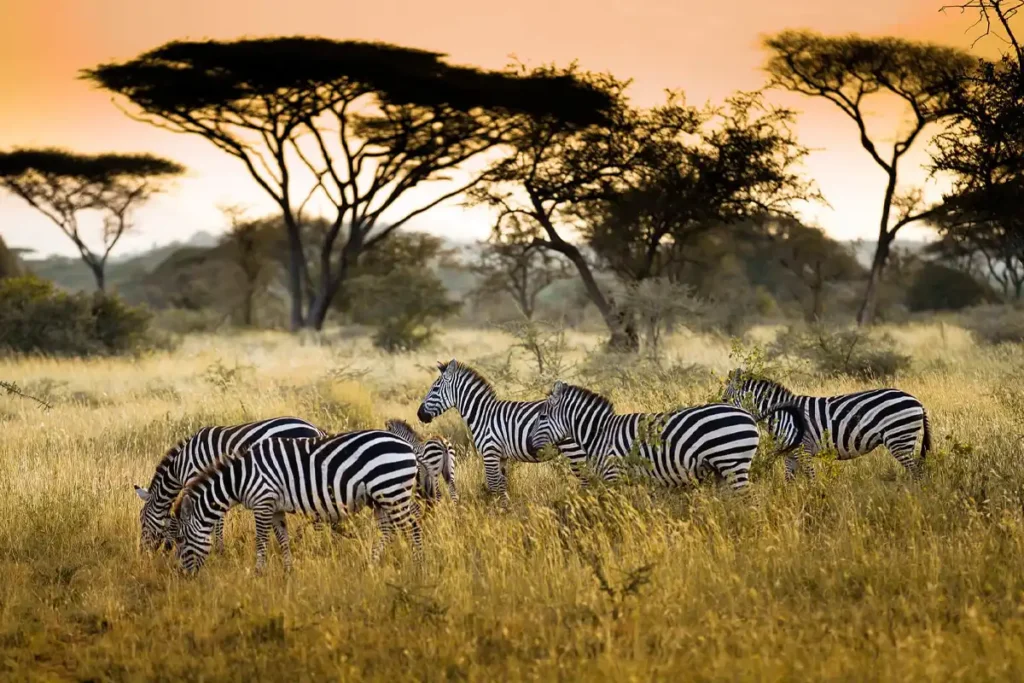 7 Days Private Family Safari