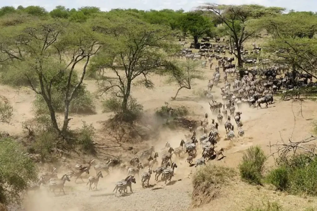 8 Days Great Migration