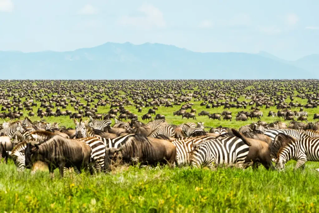 8 Days Serengeti Calving Season