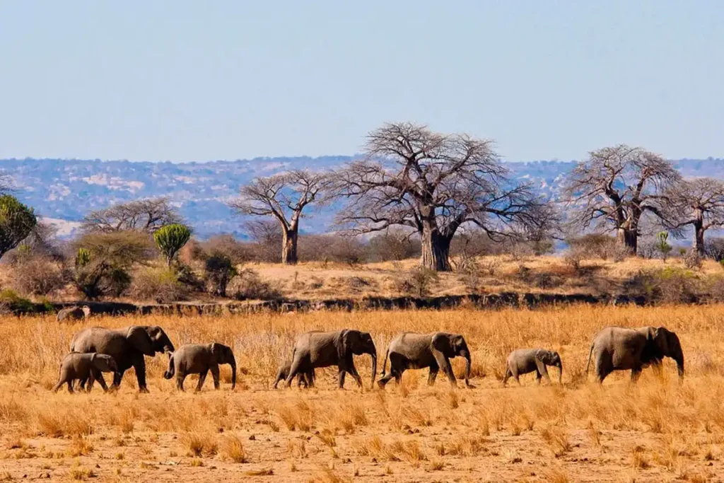 9 Days Tanzania Safari Including Bushmen ( Datoga & Hadzabe ) Activities