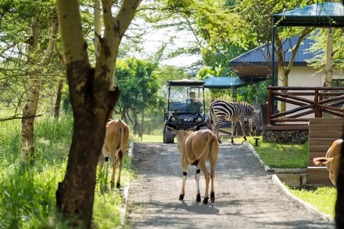 AYA SOPHIA WILDLIFE VILLAS