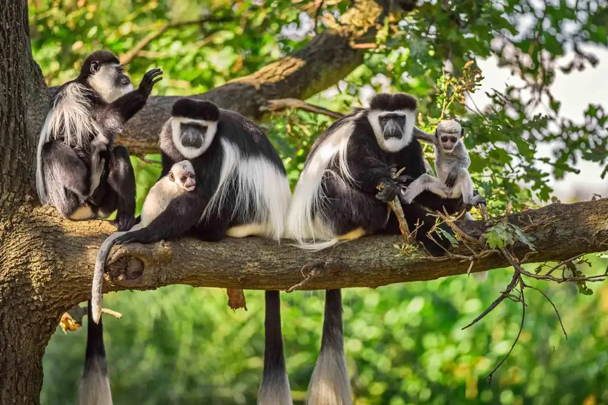 Arusha national park