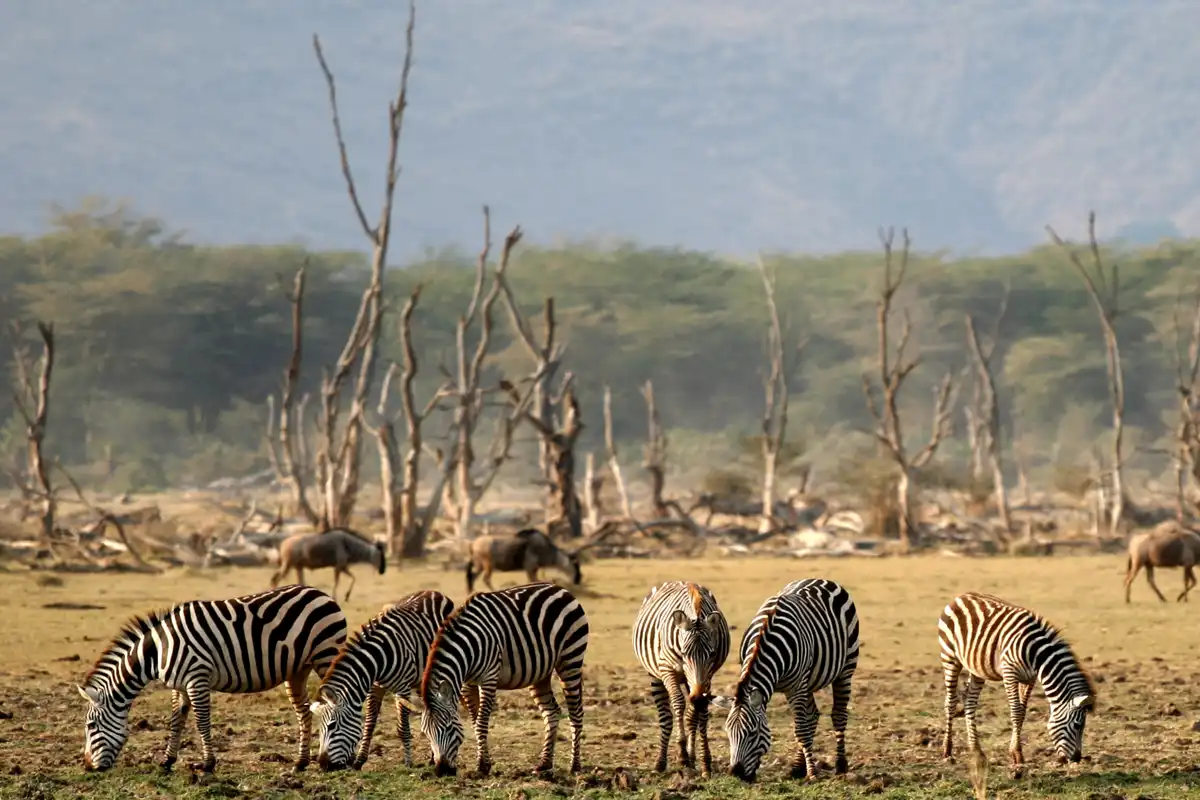 Lake Manyara National Park