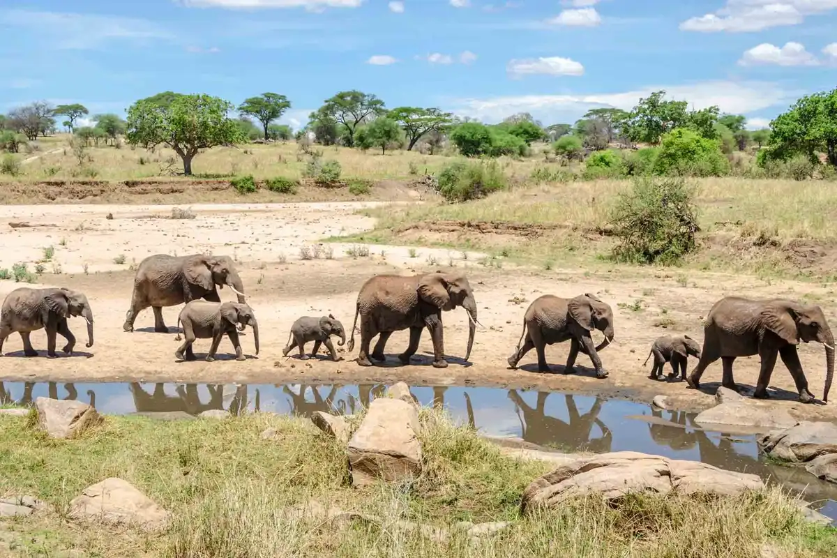 Tarangire national park