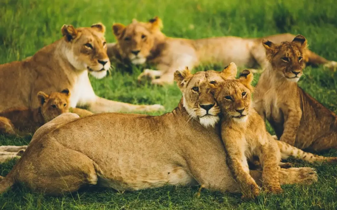 Lion View Tours Travel Affiliate Program | Partner with Us.