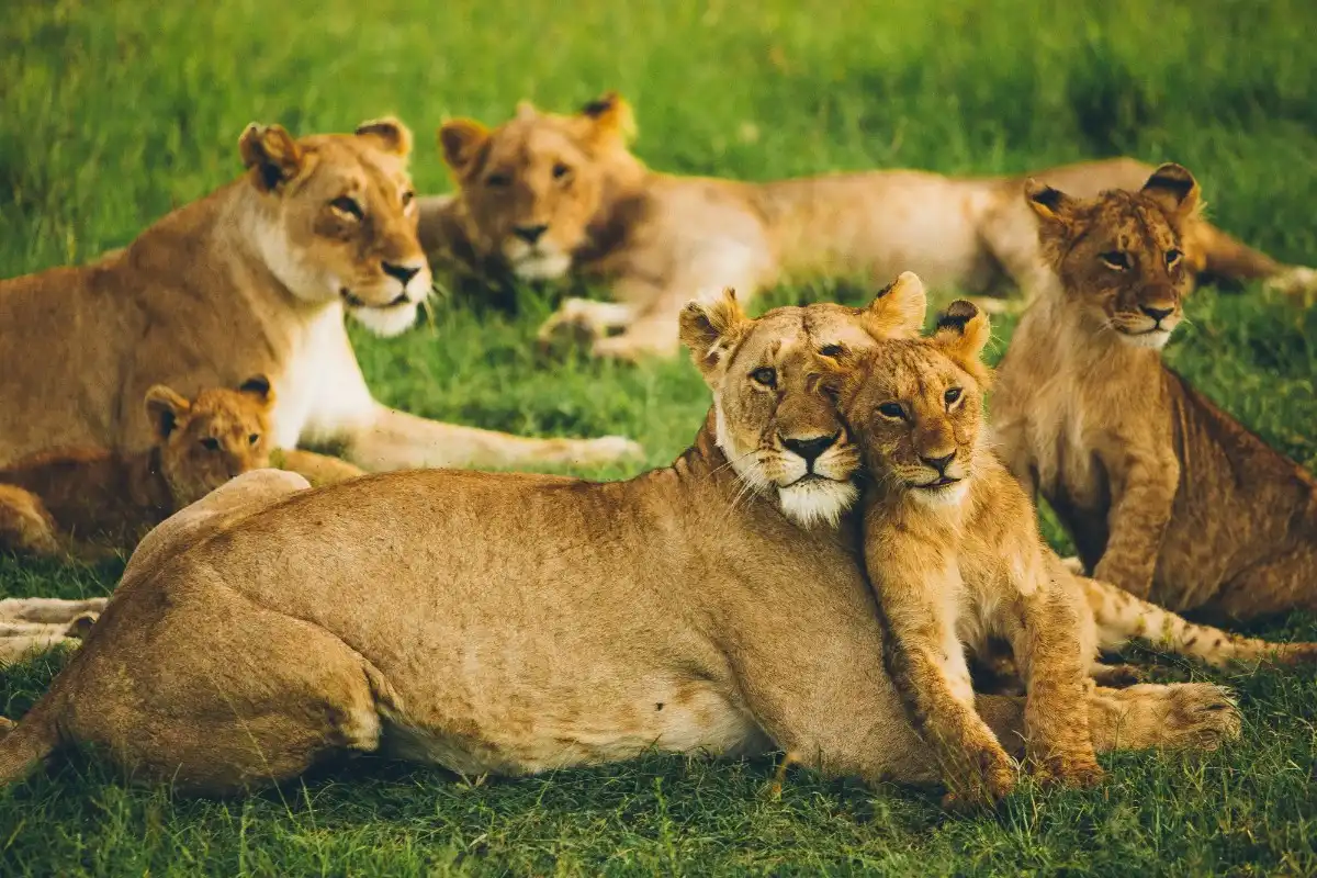 Makuyuni Wildlife Park