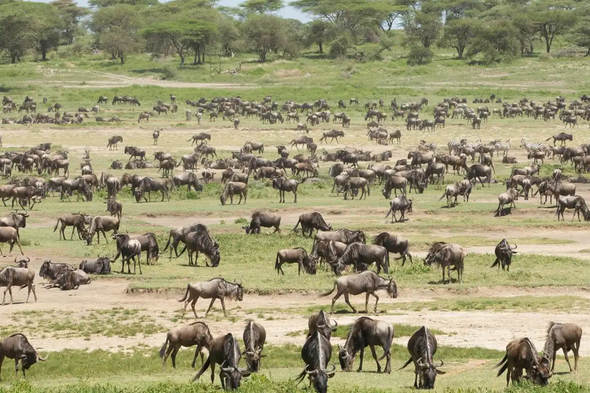 ndutu
