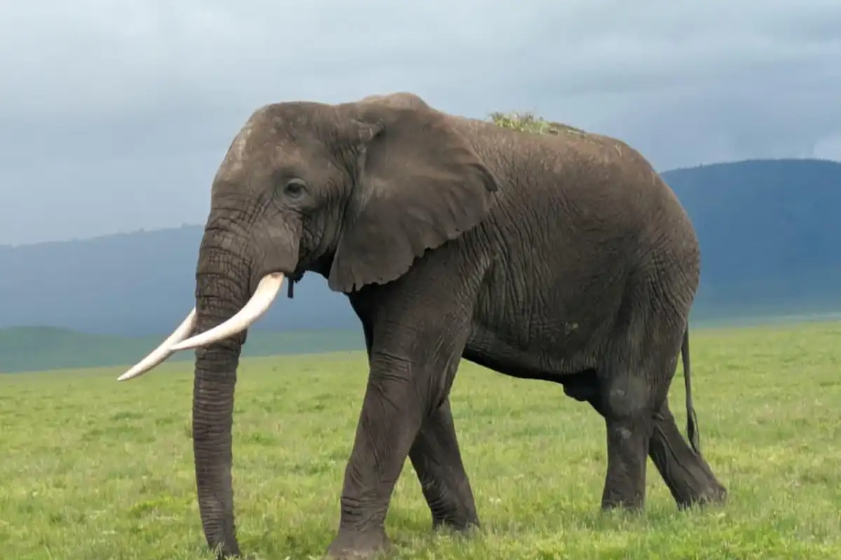 Ngorongoro Crater