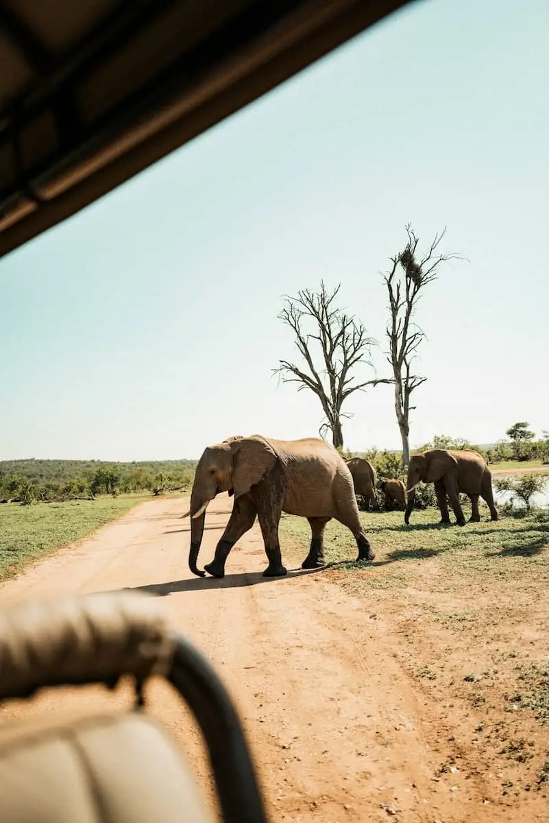 Africa safari Affiliates programs