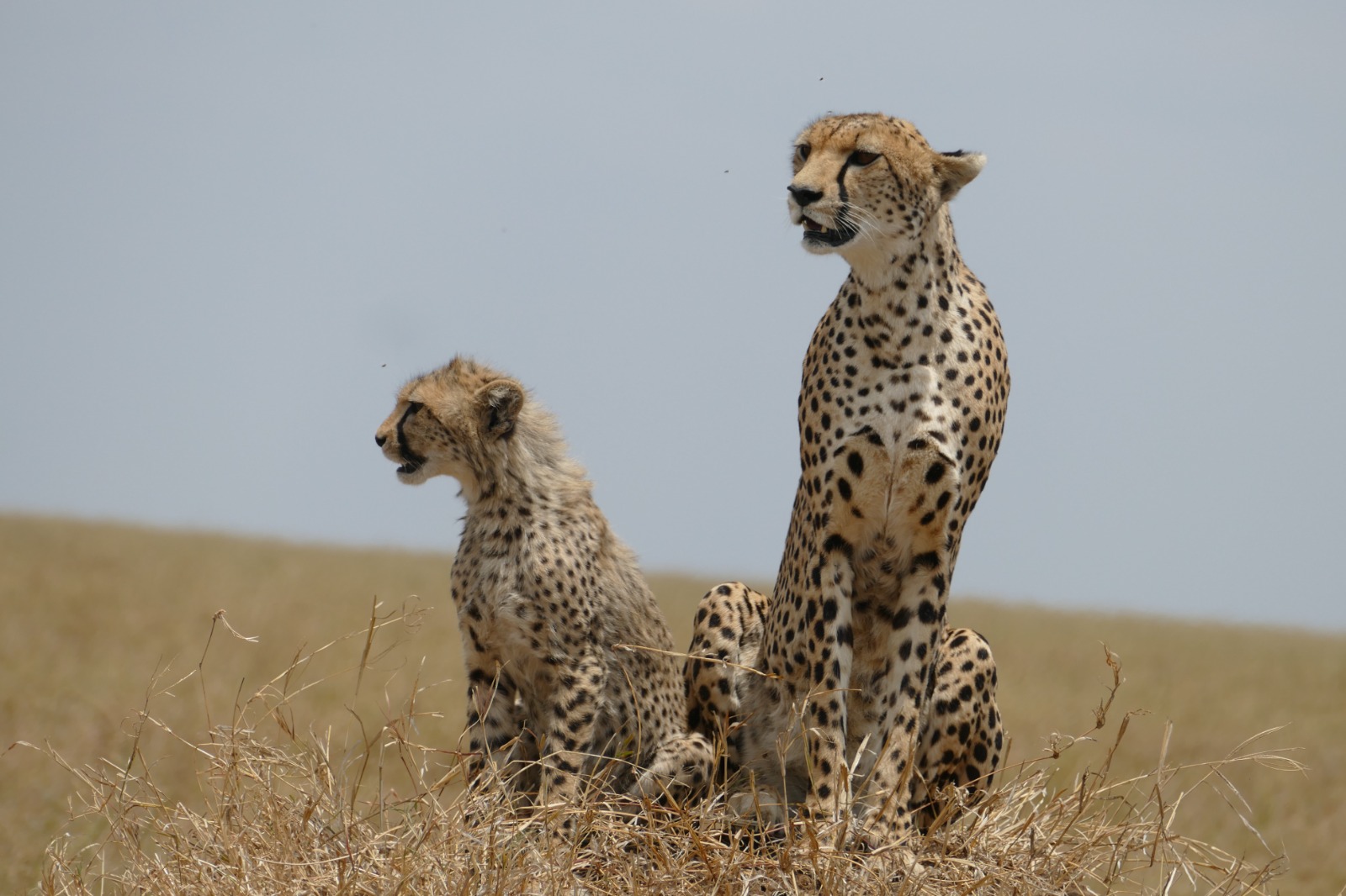 8 DAYS TANAZANIA SAFARI