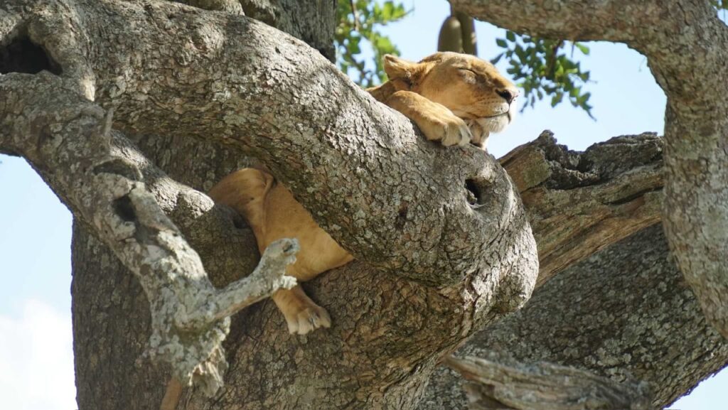 LAKE MANYARA DAY EXCURSION – WILDLIFE & SCENIC LANDSCAPES LAKE MANYARA DAY EXCURSION – WILDLIFE & SCENIC LANDSCAPES Lion View Tours