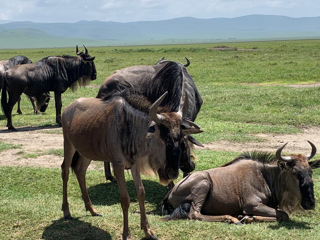 Africa safari Affiliates programs
